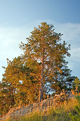 Image showing Pine-trees on sunset light