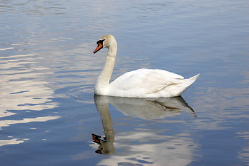 Image showing Swan