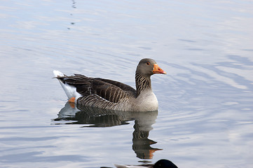 Image showing Duck