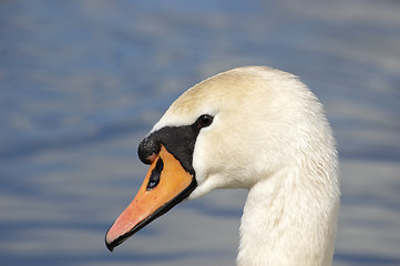 Image showing Swan