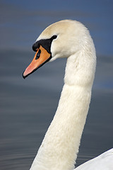 Image showing Swan