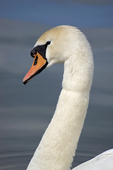 Image showing Swan