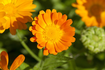 Image showing orange flowers of calendula