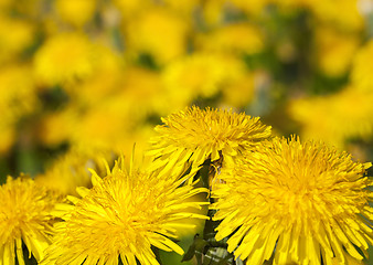 Image showing yellow dandelions in spring