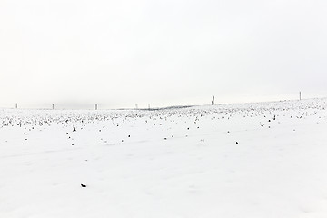 Image showing agriculture field in winter