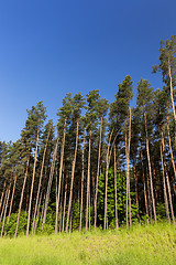 Image showing pine trees in the forest