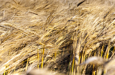 Image showing mature cereal, close-up