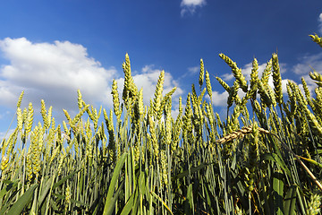 Image showing Field with cereal