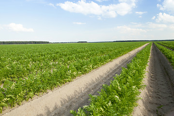 Image showing Field with carrot