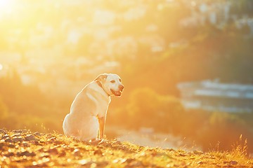 Image showing Happy dog at the sunrise