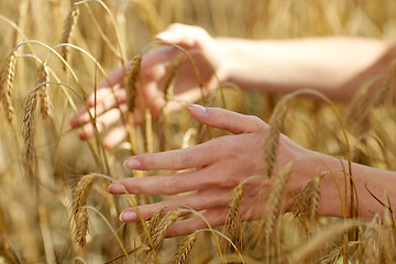 Image showing close up of woman hands in cereal field