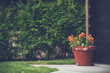 Image showing Orange flowers in a flowerpot