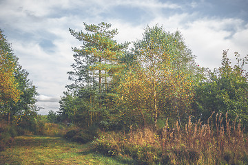 Image showing Birch trees in autumn