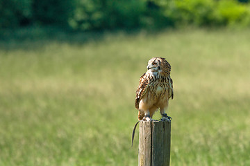 Image showing Horned owl on a wooden log