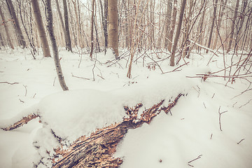 Image showing Winter in the woods in january