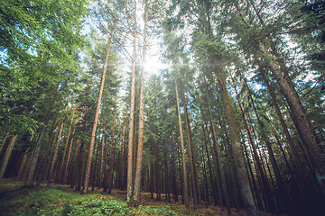 Image showing Sunlight shining through tall pine trees