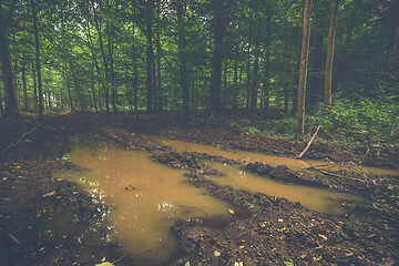 Image showing Large puddle in the middle of a forest