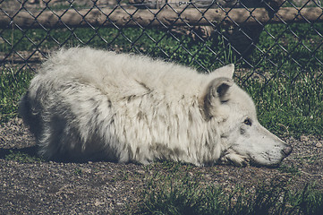 Image showing White wolf taking a nap