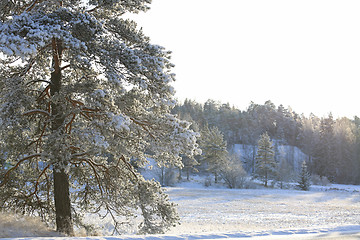 Image showing Hazy Winter Day