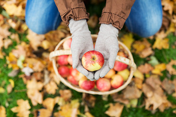 Image showing woman with basket of apples at autumn garden