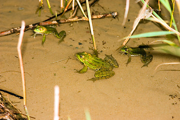 Image showing Frog