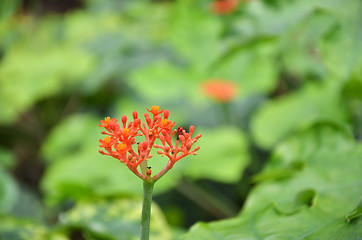 Image showing Beautiful local Thai herbs, Jatropha podagrica