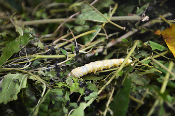 Image showing Silkworms in silk farm, Siem Reap