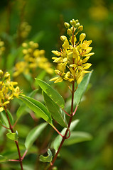 Image showing Thryallis are blooming with little golden flower