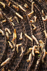 Image showing Silkworms in silk farm, Siem Reap