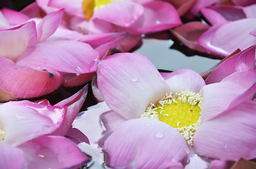 Image showing Blossom lotus flowers in water pond