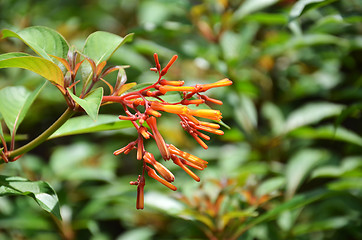 Image showing Hummingbird Bush flower
