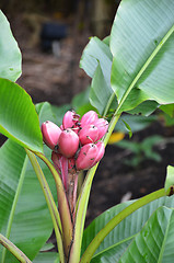 Image showing Musa Velutina banana tree 