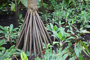 Image showing Seychelles stilt palm