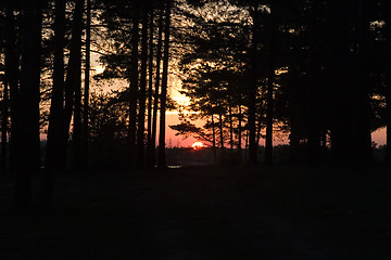 Image showing Sunset in forest