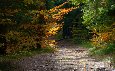 Image showing Hidden Forest Path 