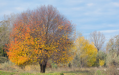 Image showing Lonely autumn tree