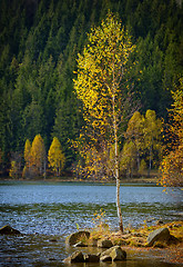 Image showing Alone birch tree 