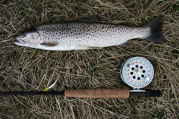 Image showing Catch of the day