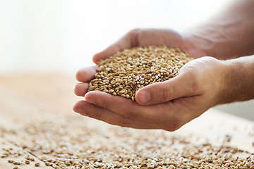 Image showing male farmers hands holding malt or cereal grains