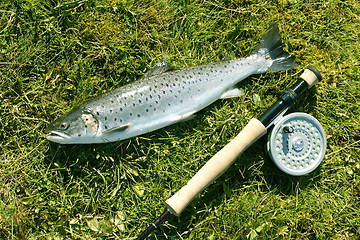 Image showing Trout on a the river bank