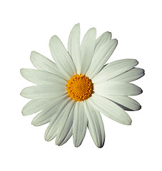 Image showing White flower