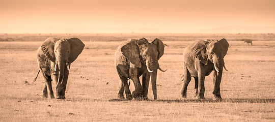 Image showing Herd of elephants in Amboseli National park Kenya