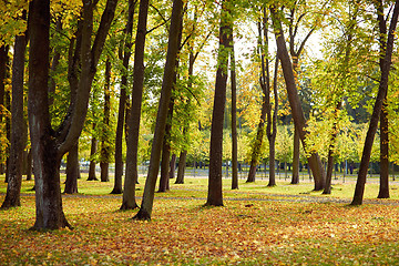 Image showing autumn trees in city park