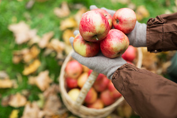 Image showing woman with basket of apples at autumn garden