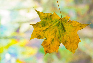 Image showing Maple leaf vivid background