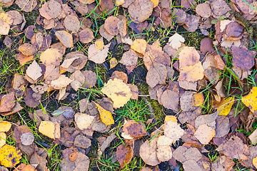 Image showing Autumn birch leaves background