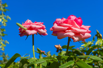 Image showing Pink roses in garden