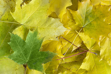 Image showing Yellow maple leaves background