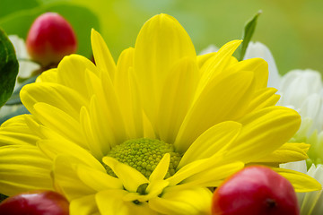 Image showing Yellow flower