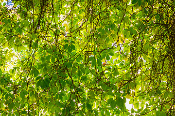 Image showing Background of green vine